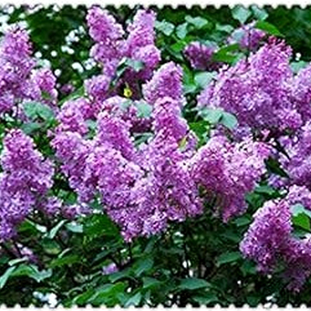 White Vanilla Fraise Flower Seeds for Planting [neera-v5-993ff23d0f232eb721b0]
