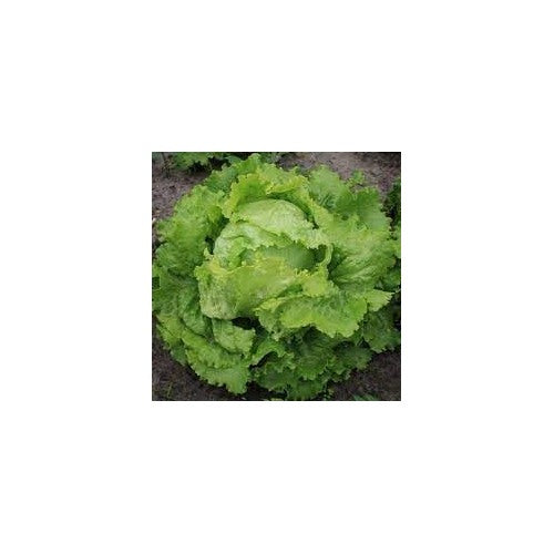 Lettuce Seeds for Planting [neera-v5-9950d155d7aed3fda8c6]