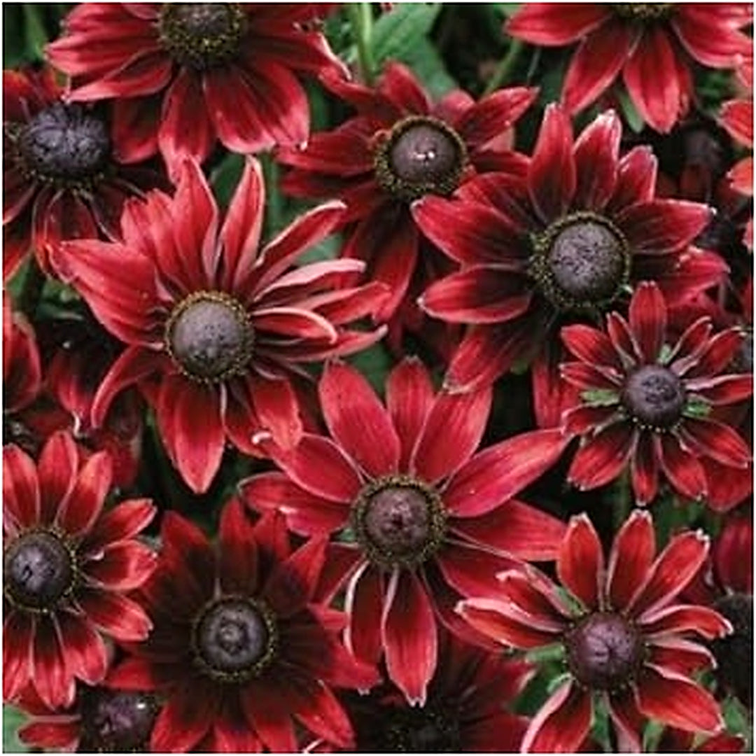 Organic Red Rudbeckia Flower Seeds for Planting [neera-v5-995885774187374b7990]