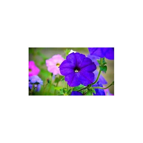 Lavender Hanging Petunia Flower Seeds for Planting [neera-v5-9968de98bec46eda78f6]