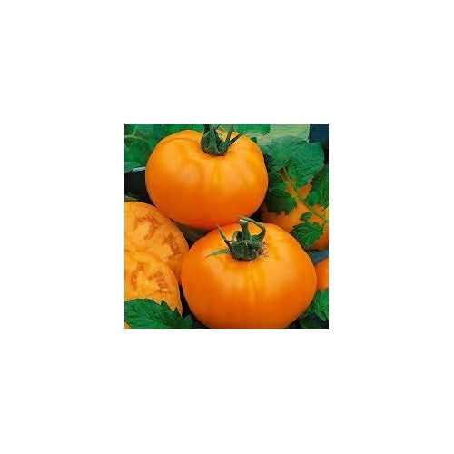 Dark Orange Giant Monster Tomato Seeds for Planting [neera-v5-997703063e80a2dc2e80]