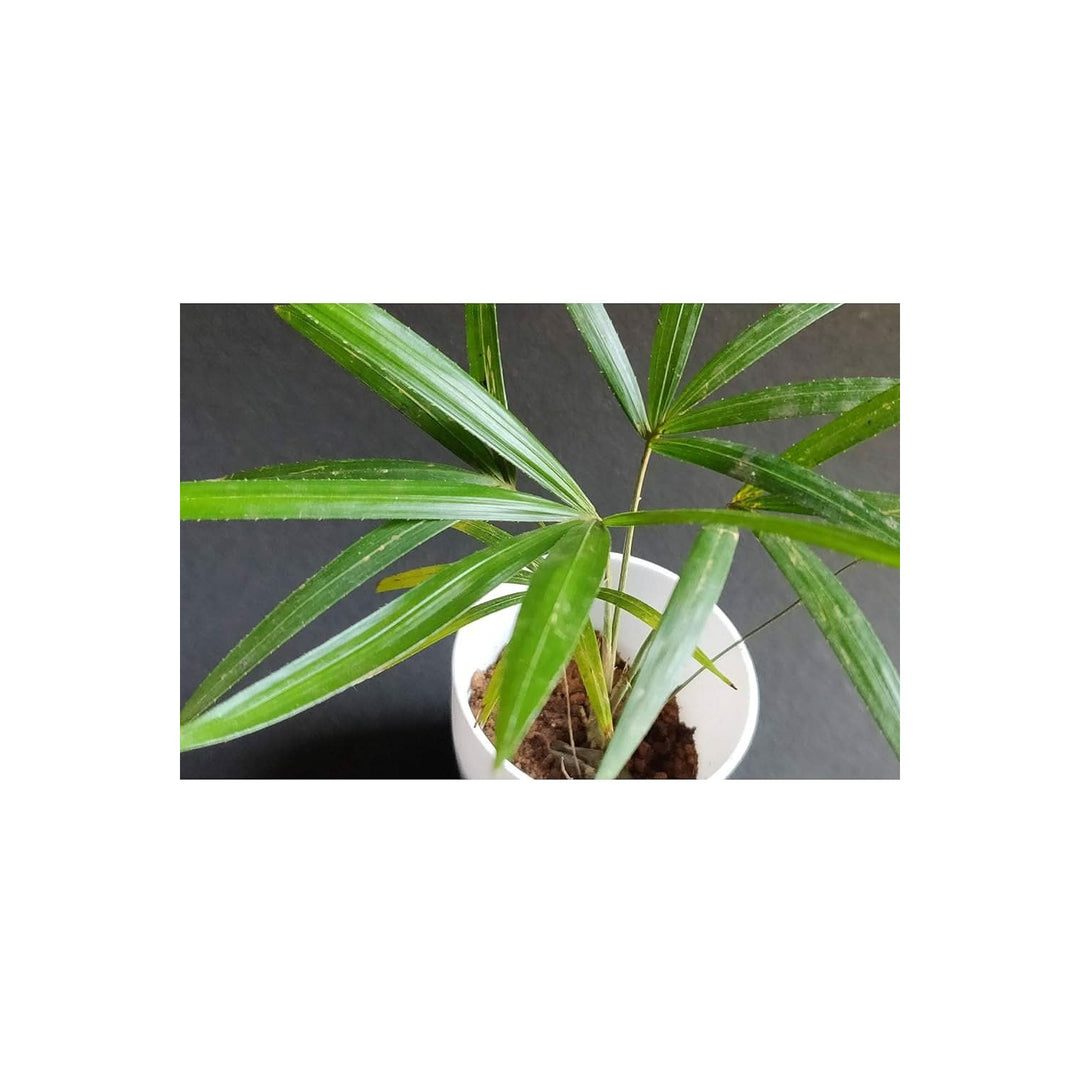 Evergreen Rattan Calamus Rotang Ornamental Plant For Tropical Landscaping And Garden Planting [neera-v5-99847c3bd5d8cdfa3301]