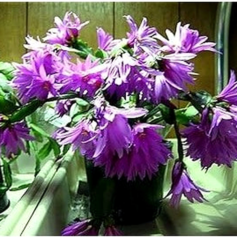 Heirloom Non-GMO Violet Schlumbergera Flower Seeds [neera-v5-998c7f818857a4176f26]