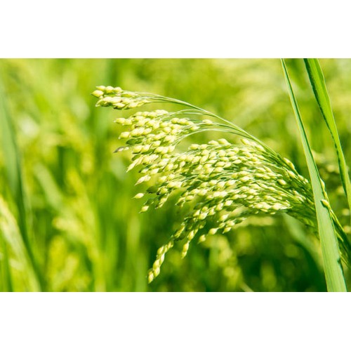 White Proso Millet Seeds for Planting [neera-v5-998d30117b1afb4de868]