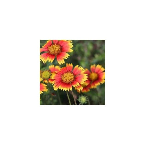 Blanket Flower Wildflower Seeds for Planting [neera-v5-999bf274f27d2f67326b]