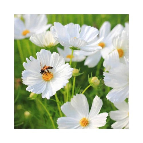 Purity Cosmos Planting Non Gmo Free Ship Store Heirloom Flower Seeds Home Garden Planting, [neera-v5-999e3535a2a5eaa88268]