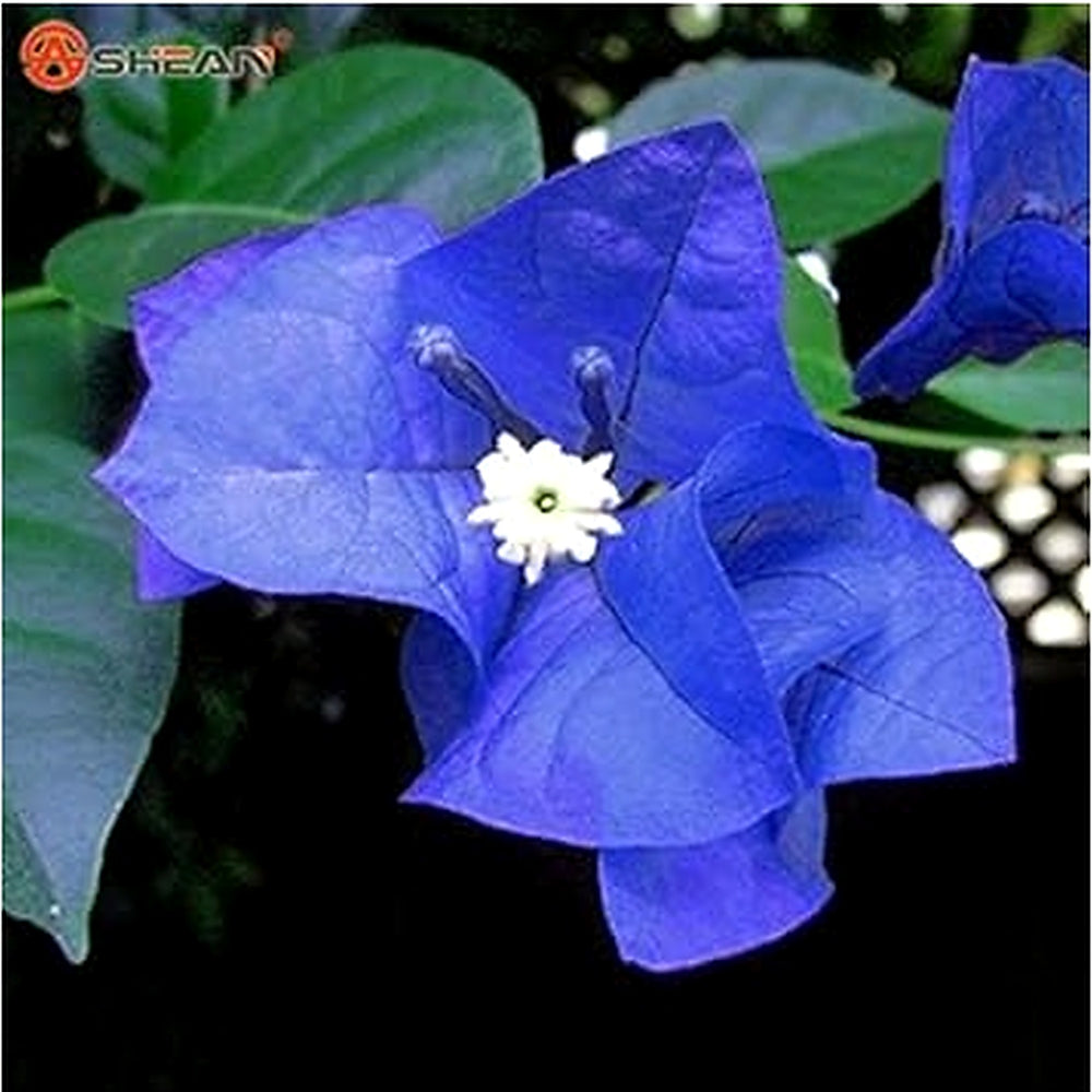 Fresh Blooming Flower Seeds for Planting [neera-v5-99b9278f4eaa78ec1728]