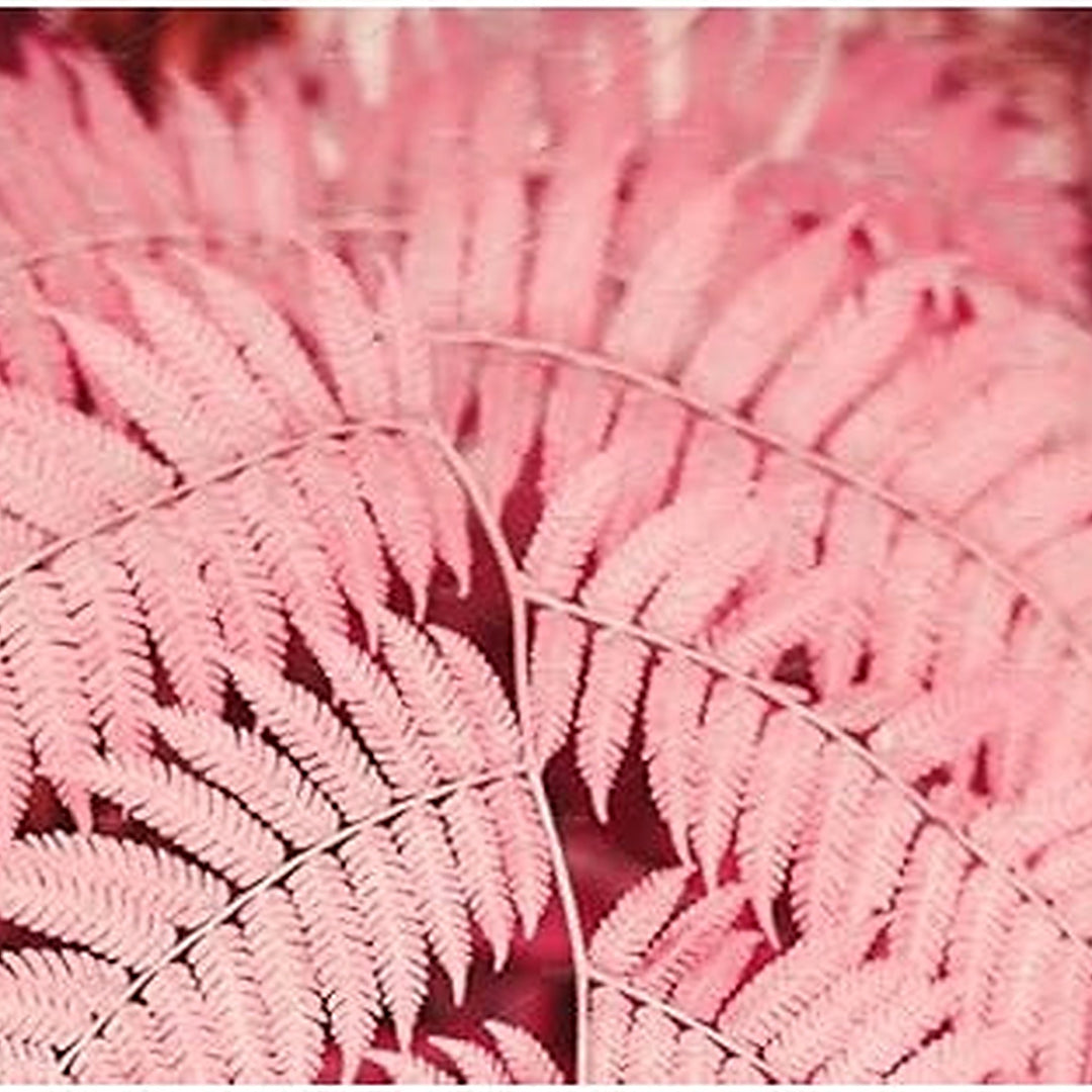 Light Pink Fern Pteridophyta Seeds for Planting [neera-v5-99bb5a93d1f16e9b417e]