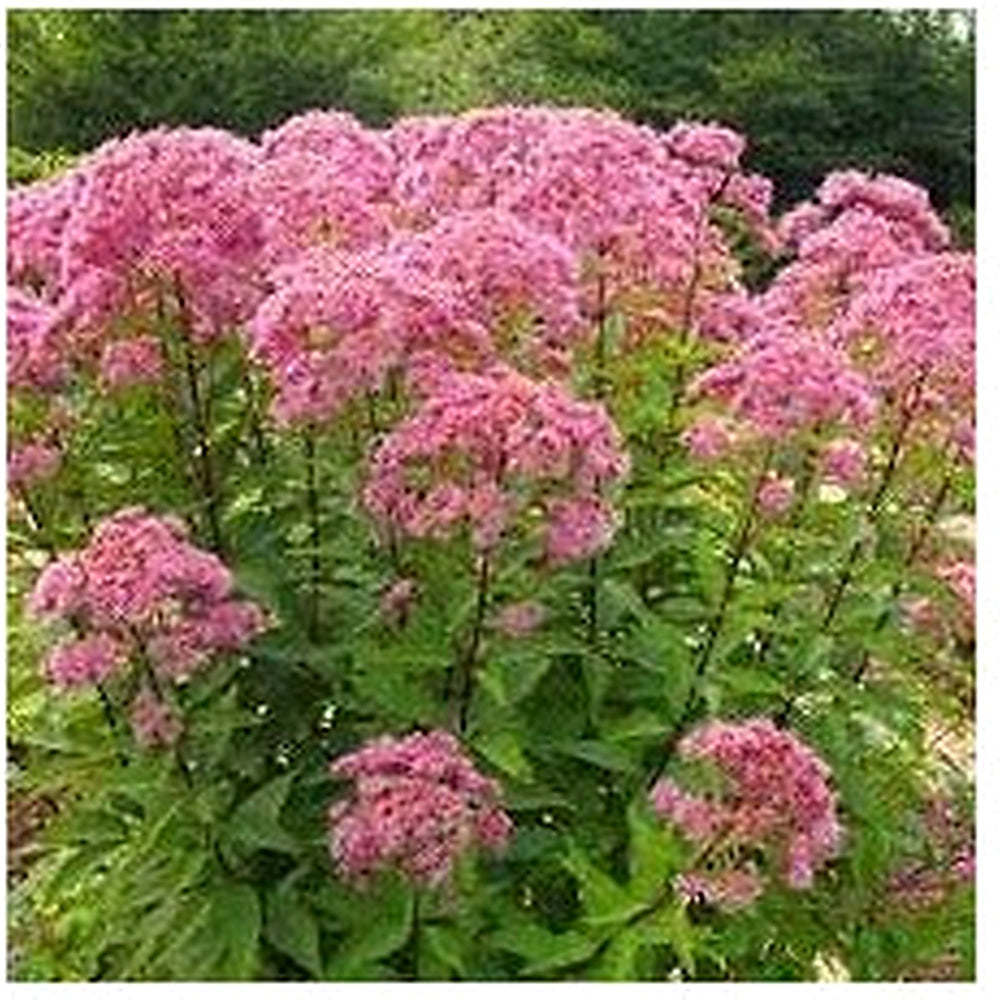 Heirloom Joe Pye Flower Seeds Non-GMO for Garden Planting Tall Pollinator-Friendly Blooms [neera-v5-99c254e8ea03d5a7f4a9]