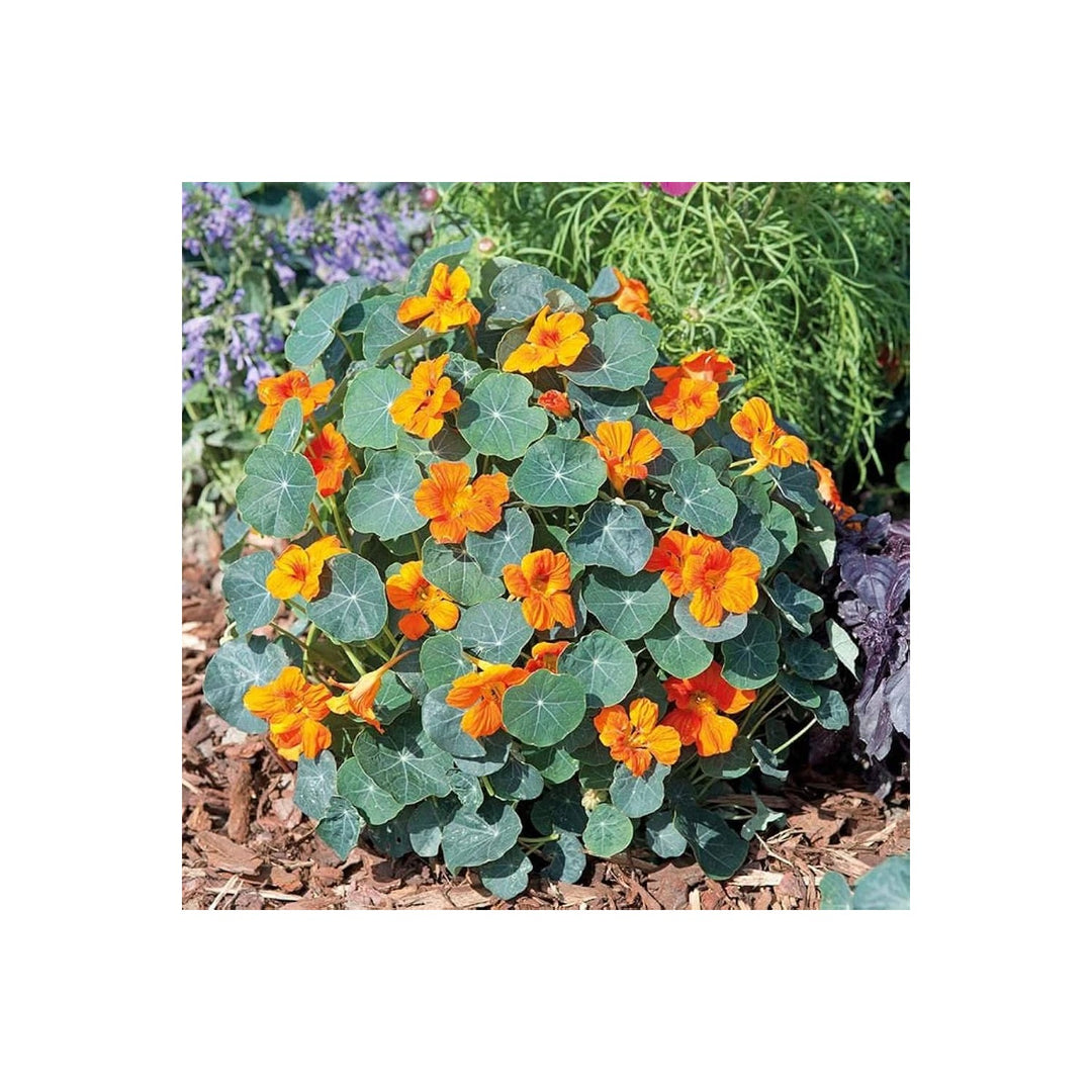 Orange Nasturtium Tropaeolum Majus Flower For Planting Variety In Home Garden Flower Seeds for Home [neera-v5-99c5b25e5a5773be3546]