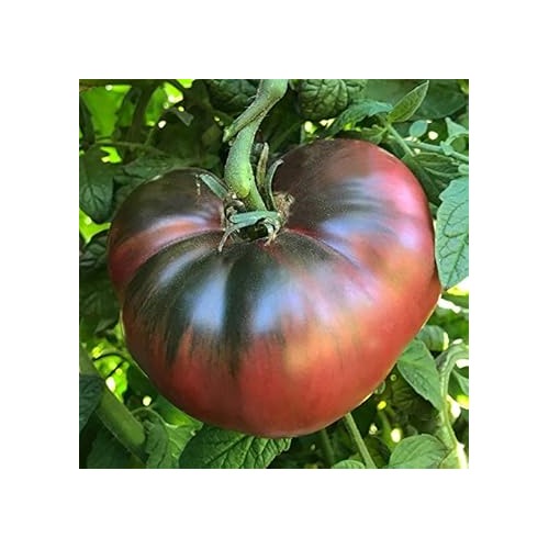 Black Brown Tomato Seeds for Planting [neera-v5-99d2e1a04ae05f766726]
