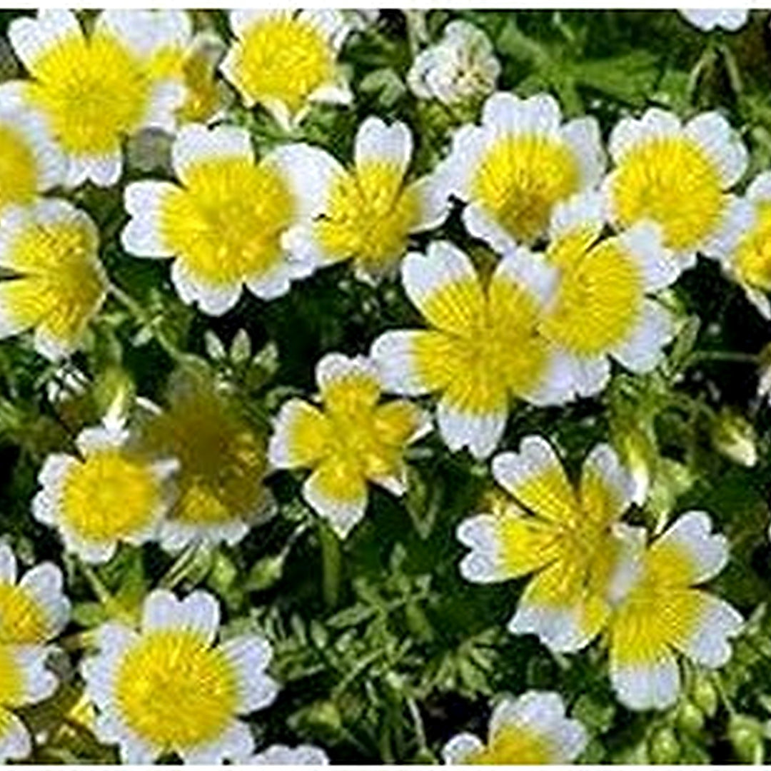 Yellow White Limnanthes Douglasii Flower Seeds for Planting [neera-v5-99d812f2a81d69ffd805]