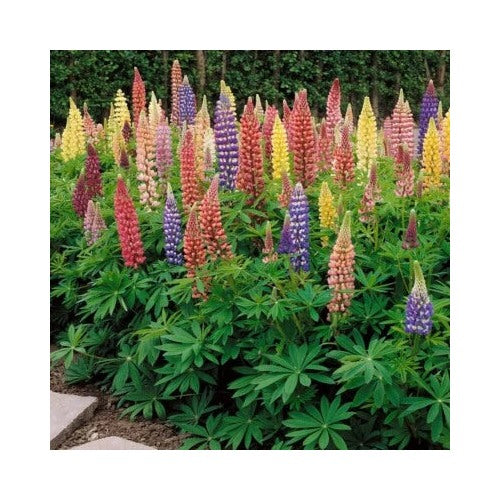 Russell Lupine Perennial Flower Heirloom Non Gmo Flower Seeds Home Garden Planting, Lush [neera-v5-99e941c66cb0fff6dbb1]