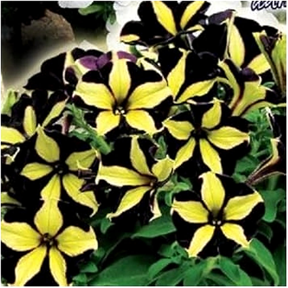Chocolate Petunia Flower Seeds for Planting [neera-v5-99eab7293b7766263836]