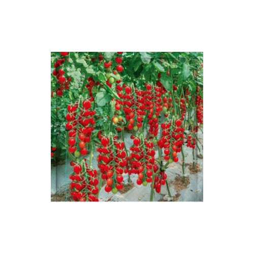 Heirloom Non-GMO Tomato Vegetable Seeds for Planting [neera-v5-99f39682608eba2cf603]
