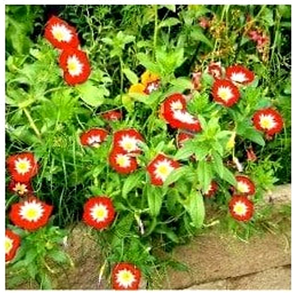 Convolvulus Flower Seeds for Planting [neera-v5-99fefbb418ce4f274413]