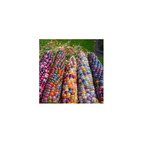 Glass Gem Rainbow Corn Seeds for Planting [neera-v5-9a0380e3eea07d9afb93]