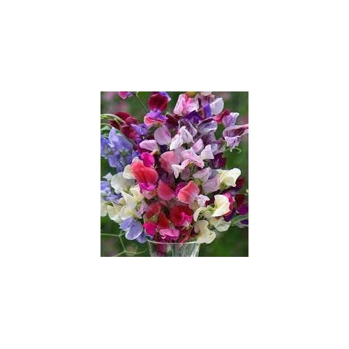 Heirloom Non-GMO Peas Flower Seeds for Planting [neera-v5-9a039cfc3dc5dfeb93ad]