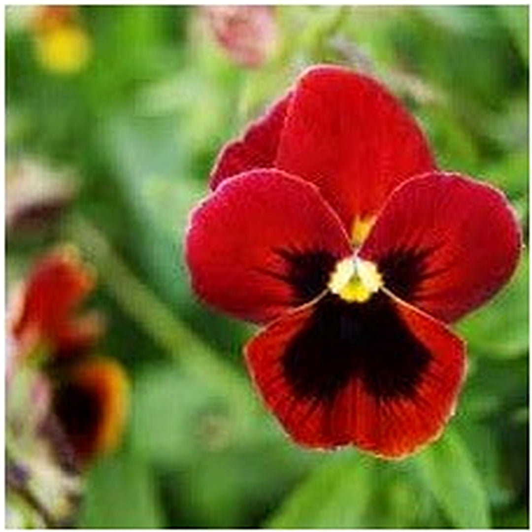 Viola Red Blue Flower Seeds for Planting [neera-v5-9a07dc881a305052c9ca]