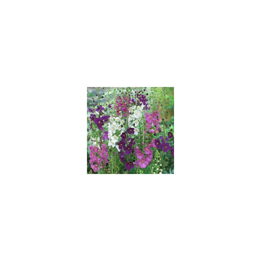 Heirloom Oxtail Verbascum Flower Non Gmo Tall Spiked Blooms Cottage And Wildflower Garden [neera-v5-9a0df96c8117481db7a9]