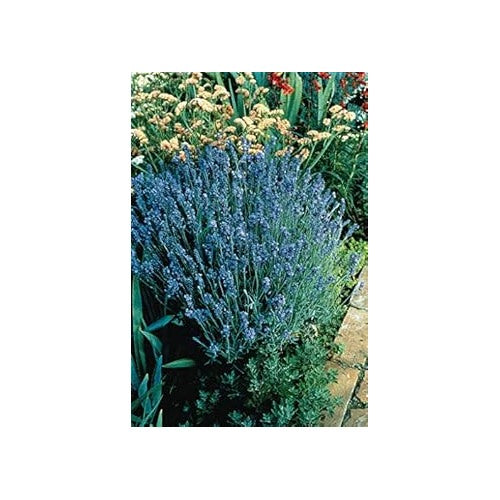 Organic Heirloom Dark Blue Lavender Flower Seeds for Planting [neera-v5-9a1139af9a094dcd492e]