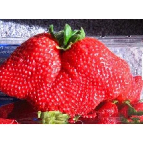 Giant Strawberry Fruit Seeds for Planting [neera-v5-9a11aa33a63ec47add05]