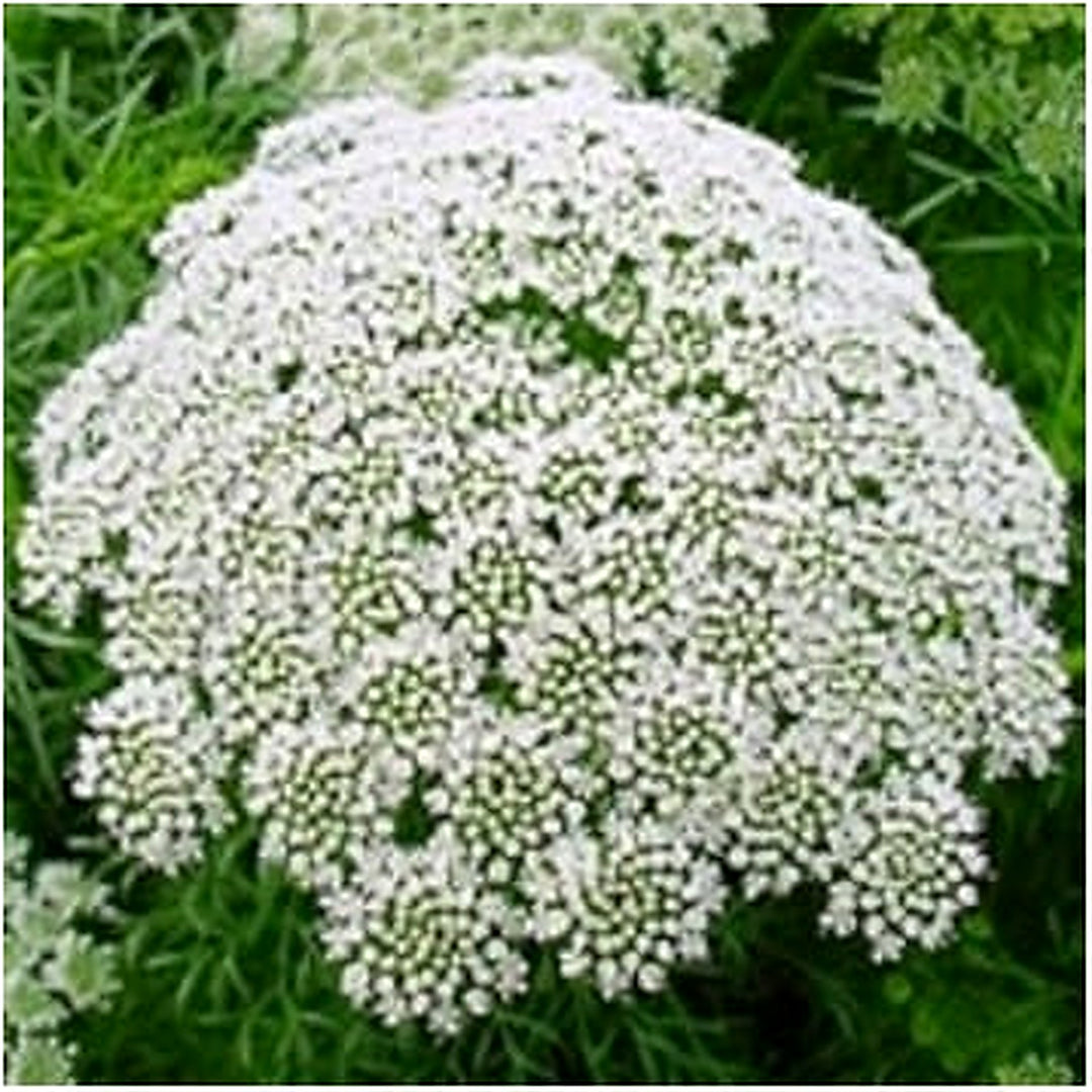 White Bishops Flower Seeds for Planting [neera-v5-9a13b112e7c5df12d4fd]