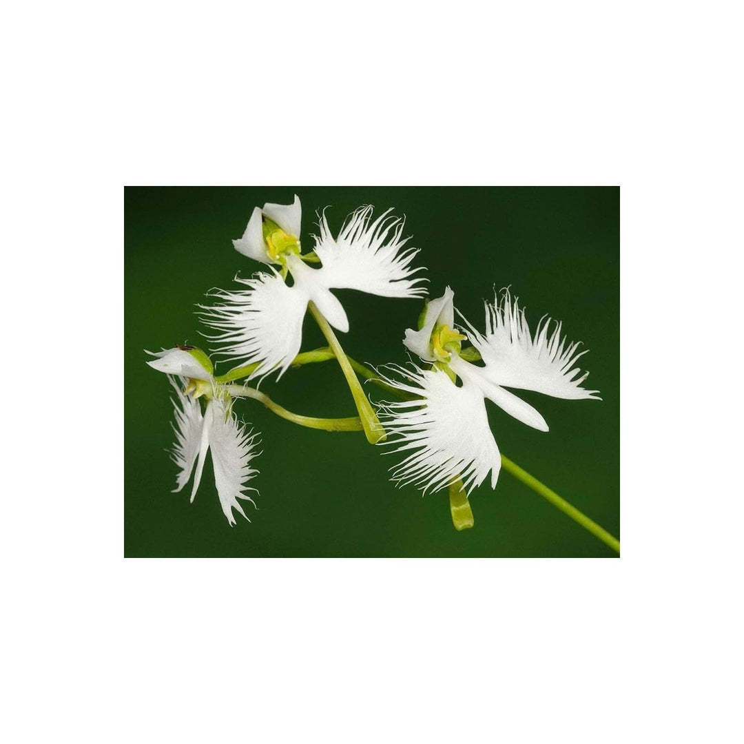 White Rare Heirloom Flower Flower Seeds for Home Garden Planting, Ornamental Organic Blooming [neera-v5-9a148b8d9247297abe97]