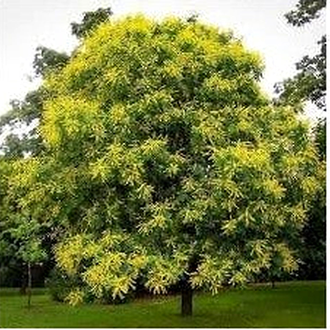 Koelreuteria Tree Flower Heirloom Non Gmo For Ornamental Shade Tree Planting Flower Seeds for Home [neera-v5-9a1e15f62537d0b89e5b]