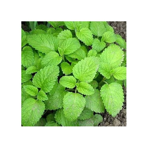 Lemon Balm Plant Seeds [neera-v5-9a22537de96125478ad0]