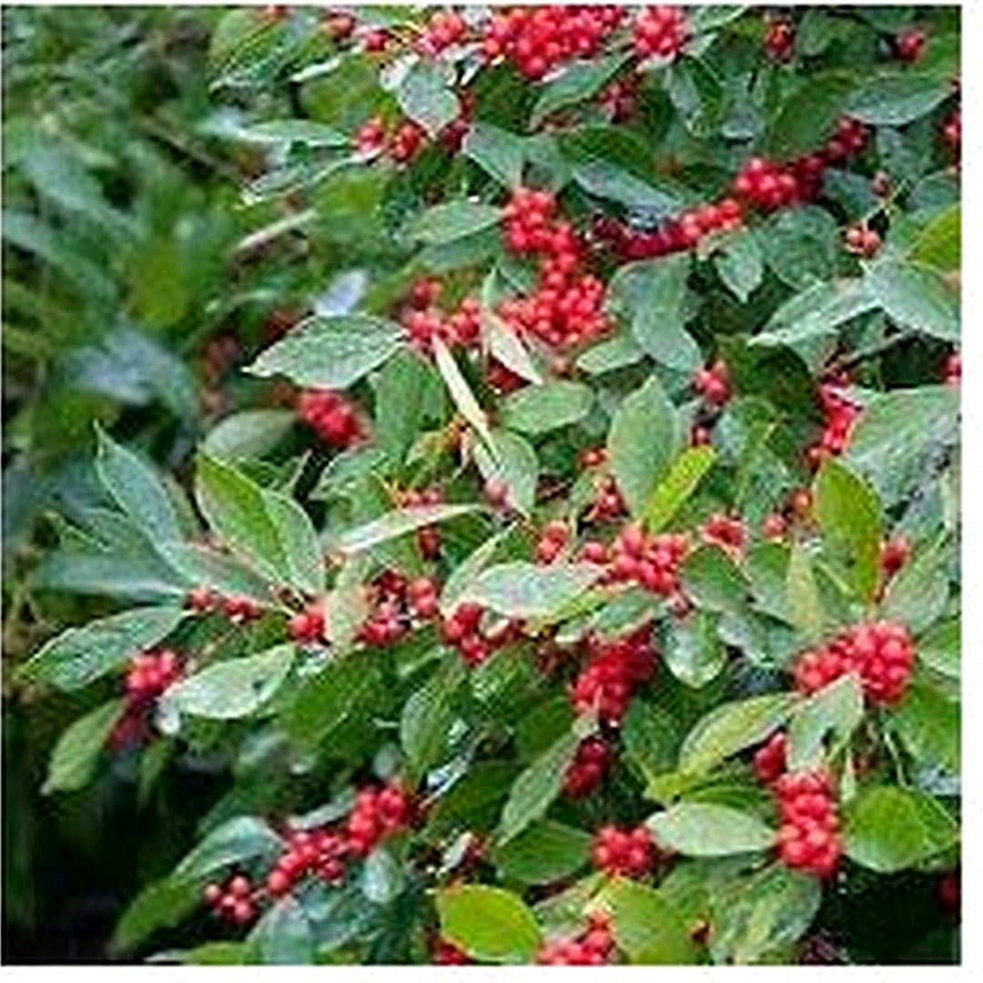 Red Pyracantha Fortuneana Plant Seeds for Planting [neera-v5-9a2f0aaa149128e73945]