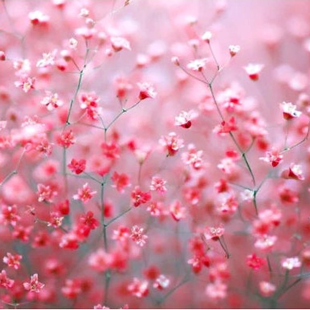 Red Babys Breath Deep Carmine Crimson Flowers Pollinators Non Gmo Planting Heirloom Flower [neera-v5-9a324aceca6a39f02b07]