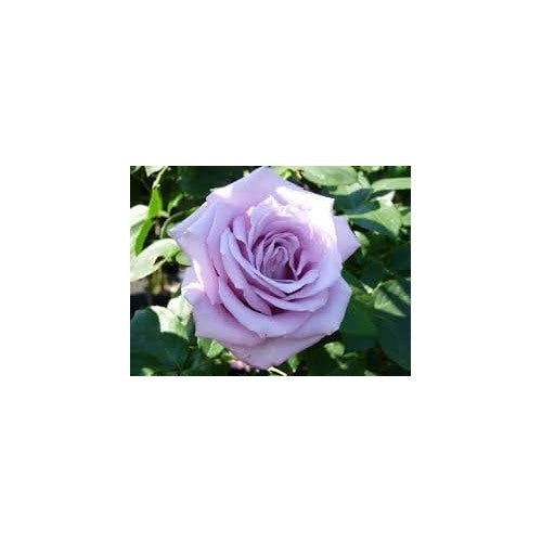 Heirloom Non-GMO Lavender Rose Flower Seeds for Planting [neera-v5-9a37fb0e0aeec59ea6af]