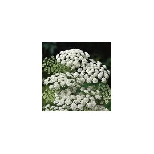 Zanahoria Silvestre Flower For Planting Heirloom Non Gmo Organic Wild Carrot Flower Seeds for Home [neera-v5-9a3d0e5436f70101e3b7]