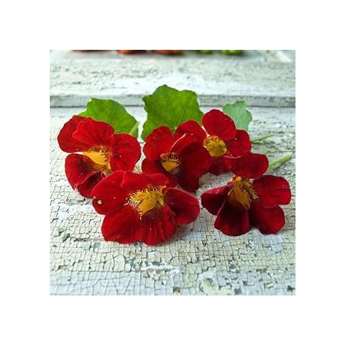 Heirloom Non-GMO Maroon Nasturtium Flower Seeds for Planting [neera-v5-9a42208c0bdb63c6642c]
