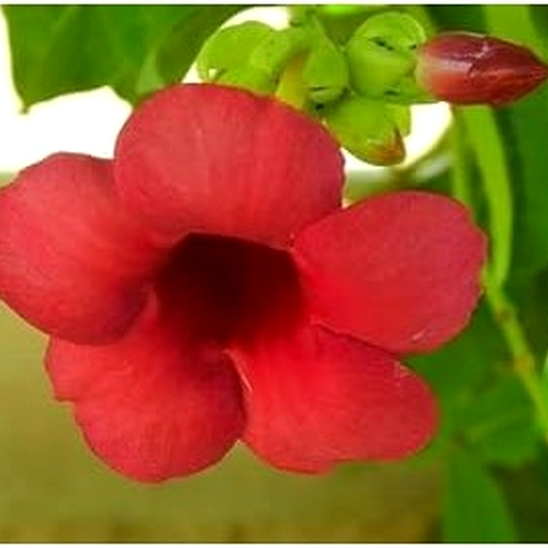 Heirloom Non-GMO Red Oxalis Versicolor Flower Seeds for Garden Planting [neera-v5-9a47d4a5f2fd86ee6fc8]