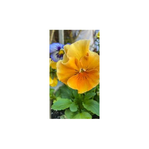Brown Yellow Pansy Flower Seeds for Planting [neera-v5-9a546d75a41b9f250119]