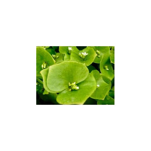 Miner’s Lettuce Seeds for Planting [neera-v5-9a61f58454b86abb6d8b]
