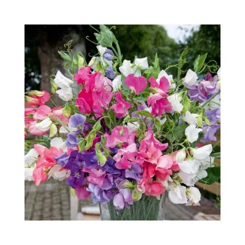 Bijou Mix Sweet Pea Planting Heirloom Flower Planting Non Gmo Fragrant Climbing Annual [neera-v5-9a62e7980ef87eb0d589]