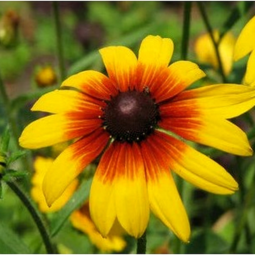 Gloriosa Daisy Planting Non Gmo Rudbeckia Hirta Variety Sizes Heirloom Flower Seeds Home [neera-v5-9a681fe8b19a0d8149f5]