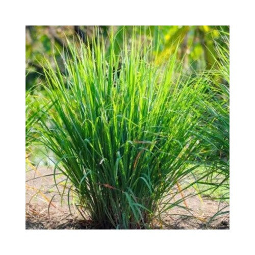 Lemon Grass Planting Cymbopogon Citratus Fresh Non Gmo Garden Planting Usa Heirloom Flower [neera-v5-9a685ee0ca9afe881c99]
