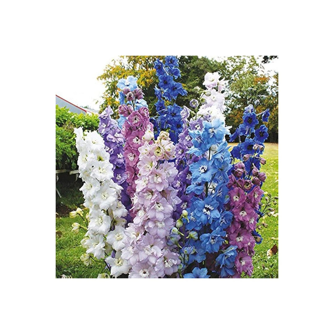 Delphinium Delphinium Elatum Flower For Planting In Home Garden Flower Beds Flower Seeds for [neera-v5-9a8200e0027f6ae4eca1]