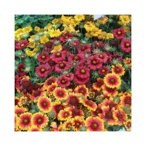 Blanket Flower Single Mix Gaillardia Perennial Butterflies Usa Non Gmo Heirloom Flower Seeds [neera-v5-9a85cb929ecee02c3886]