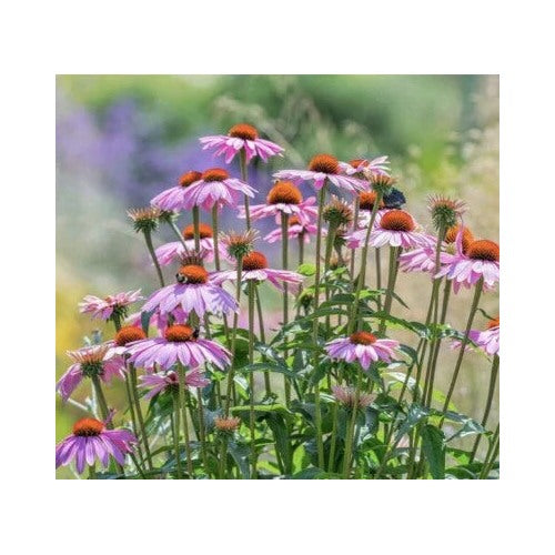 Purple Coneflower Echinacea Perennial Pollinator Flowers Non Gmo Heirloom Perennial Pollinator [neera-v5-9a8669bd48beed5e9ca0]