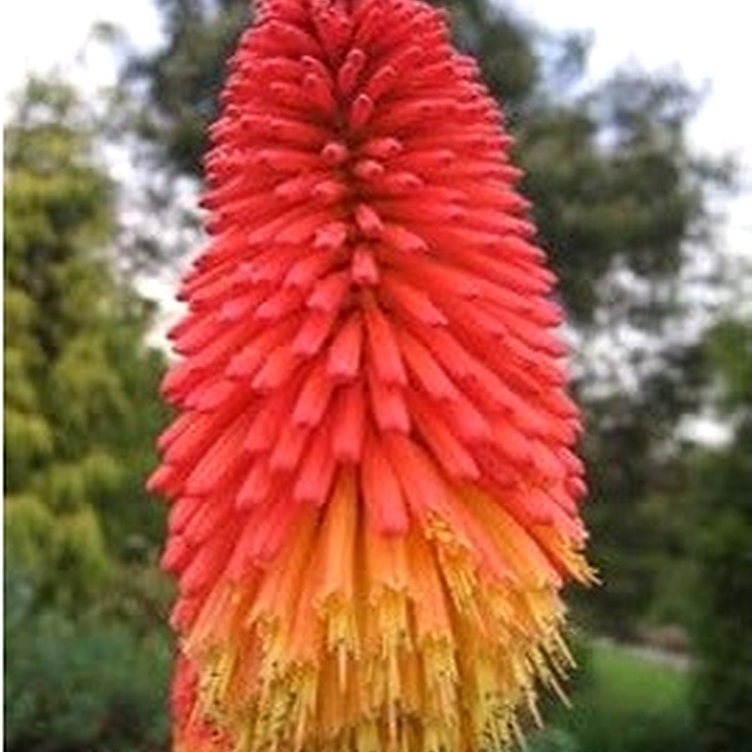 Heirloom Non-GMO Red Yellow Kniphofia Flower Seeds for Planting [neera-v5-9a8ad6e40e08c5101897]