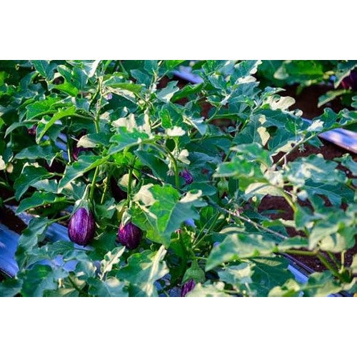 Eggplant Black Beauty Seeds [neera-v5-9a92a40072bc0c81bbfb]
