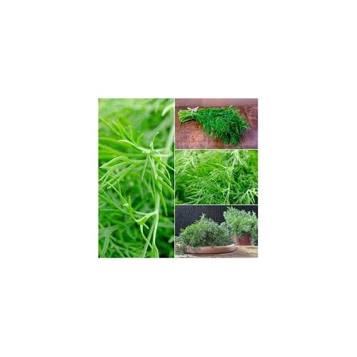 Organic Compatto Dill- Bouquet Herb Seeds [neera-v5-9a9e1eaff77041bd661f]
