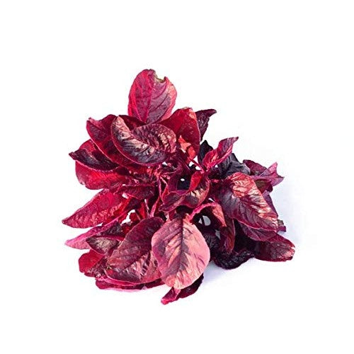 Amaranth Red Leaf Seeds for Planting [neera-v5-9aa0b1995edea1de7099]