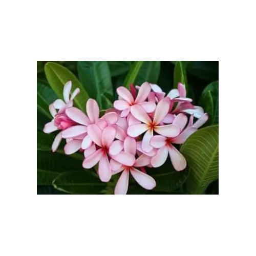 Pink Light Frangipani Flower Heirloom Non Gmo Plumeria For Fragrant Tropical Gardens Flower Seeds [neera-v5-9aa13722dc320ec143dc]