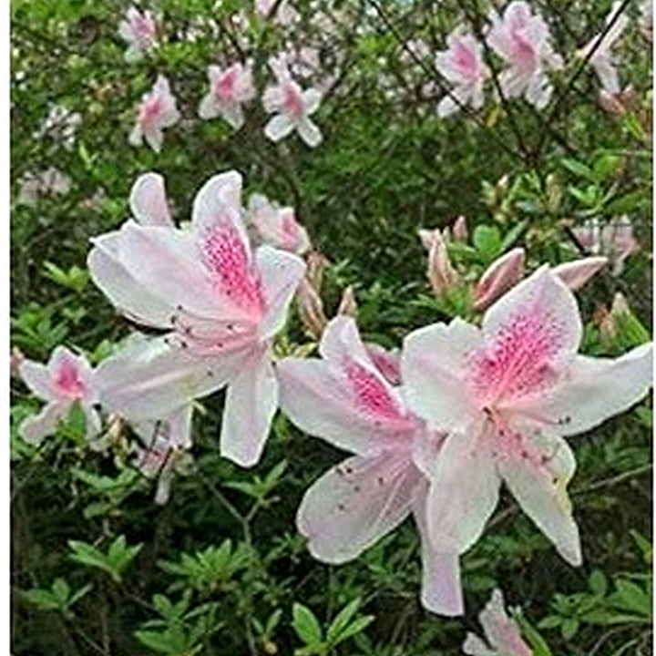 Pale Pink Rhododendron Seeds for Planting [neera-v5-9aa5d9421cdb69e31dbf]
